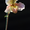VO0A5368_1