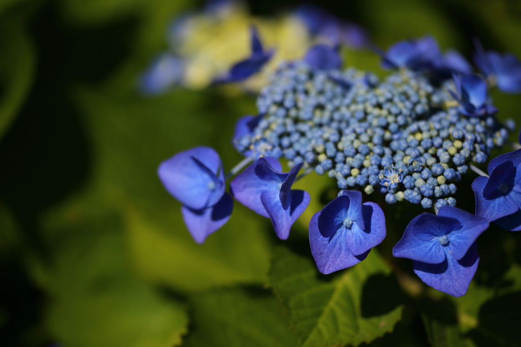 府中郷土の森_001_紫陽花