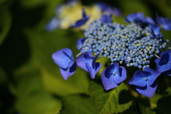 府中郷土の森_001_紫陽花
