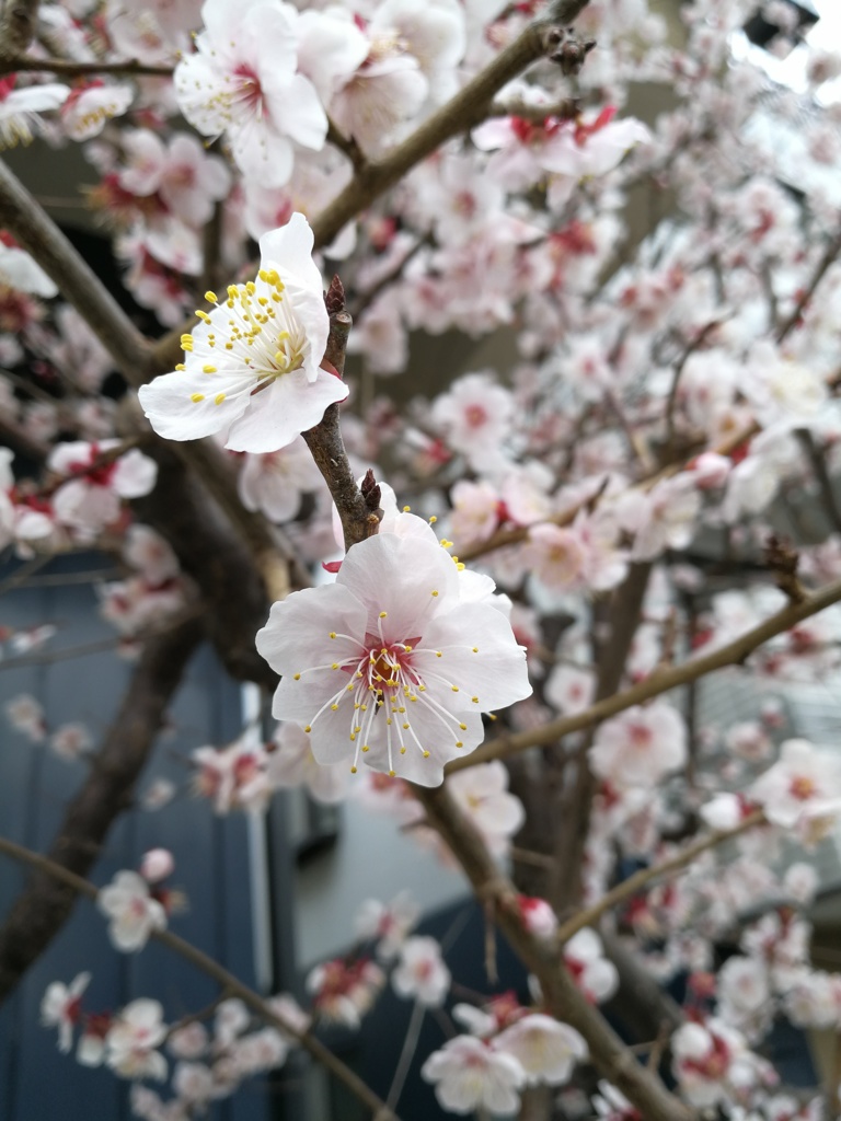 梅 うめ ウメ