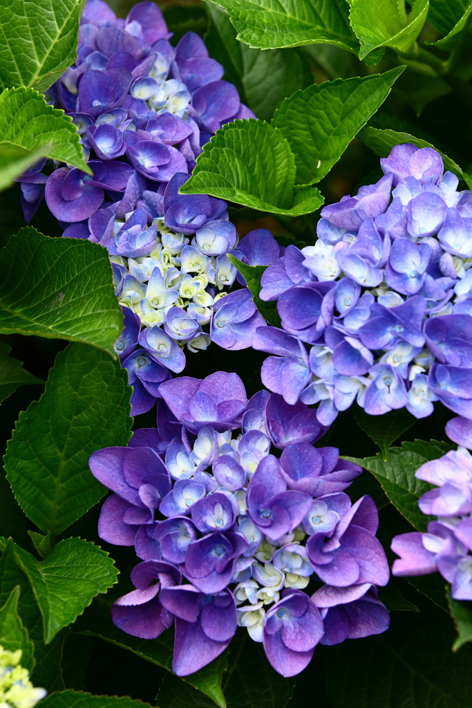 YEG_紫陽花_0008