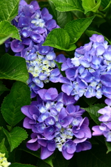 YEG_紫陽花_0008