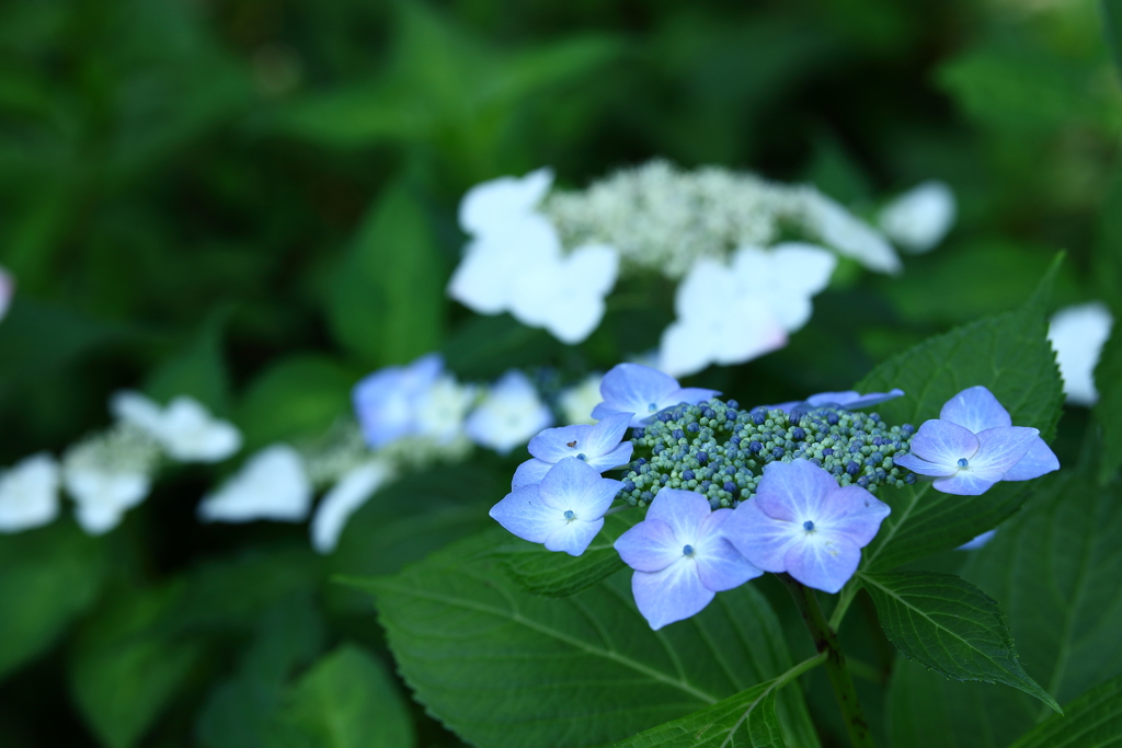 府中郷土の森_034_紫陽花