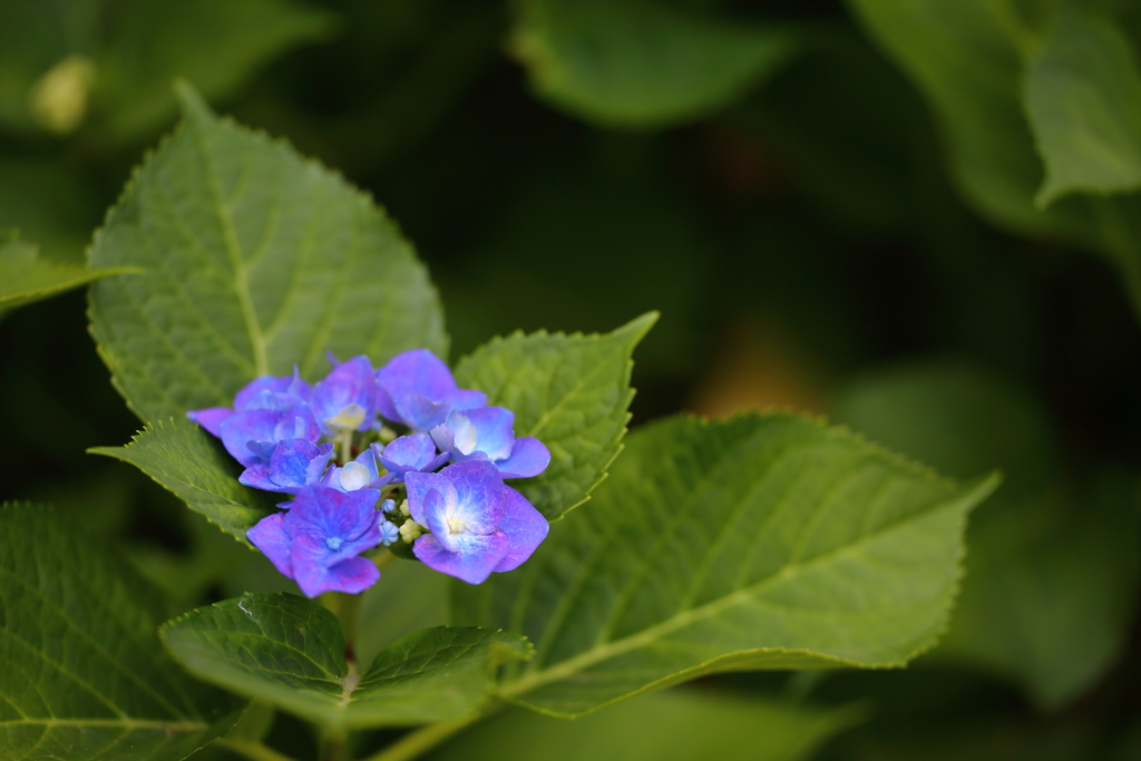 府中郷土の森_003_紫陽花