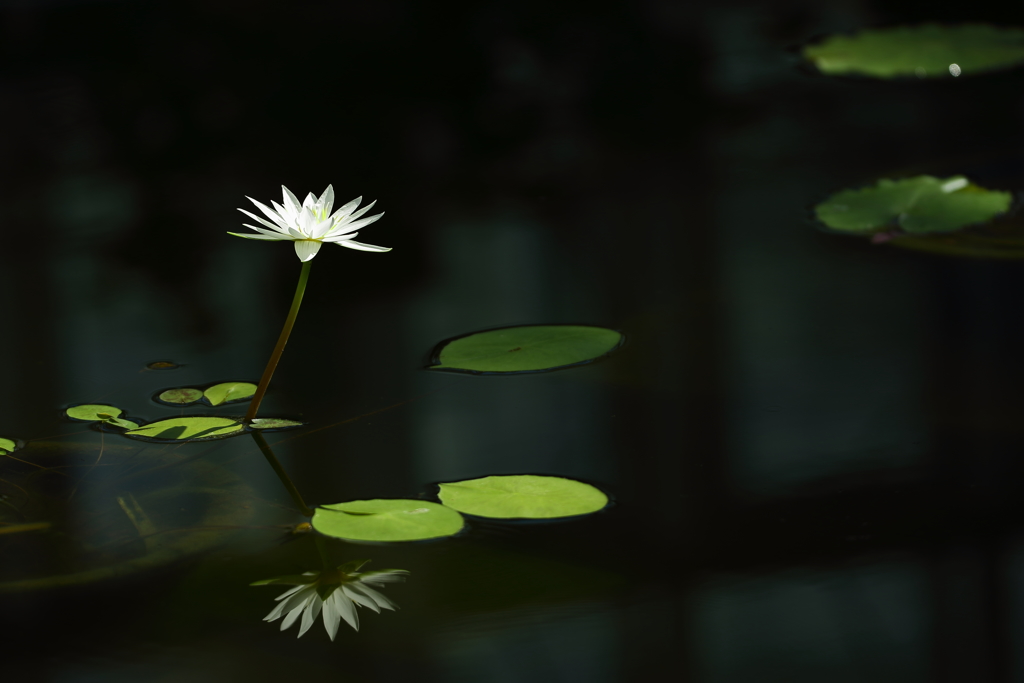 神代植物園_深大寺_034