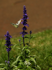 神代植物公園_35