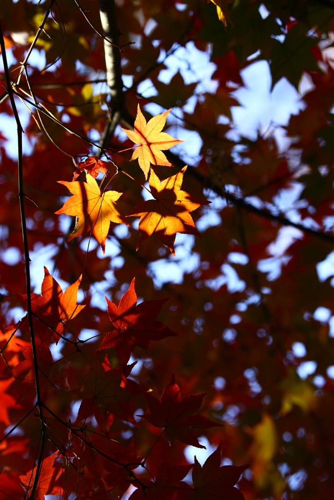 平林寺_紅葉_020