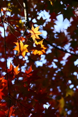 平林寺_紅葉_020