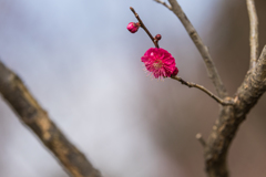 梅の開花_5（府中郷土の森）