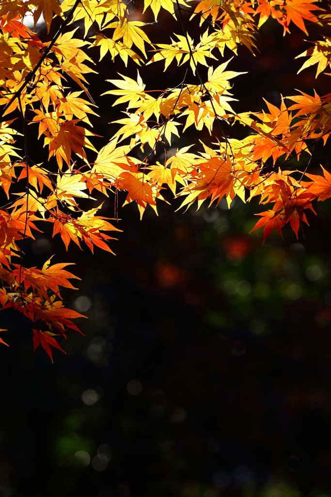 平林寺_紅葉_017