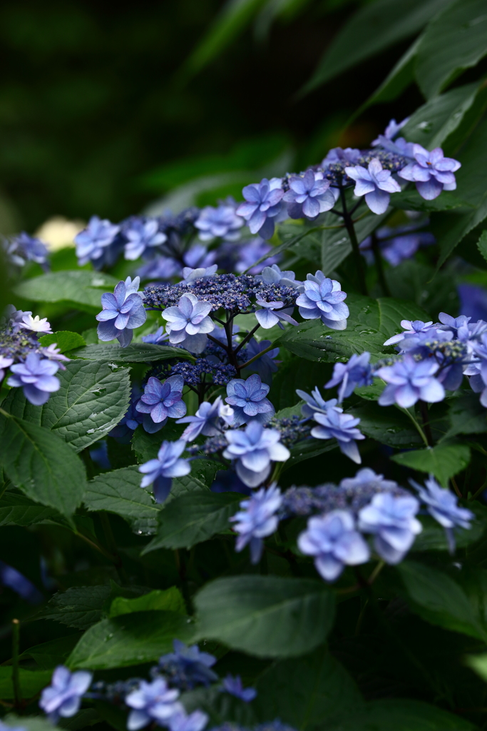 YEG_紫陽花_0023