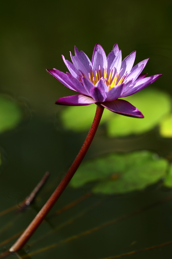 神代植物園_深大寺_037