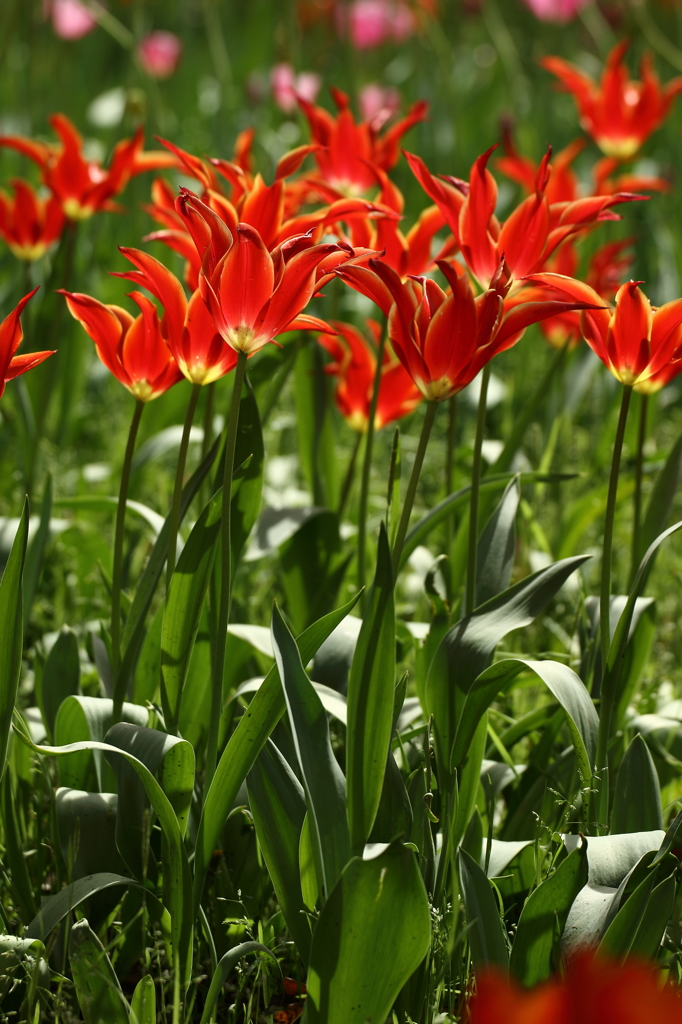 チューリップ_横浜