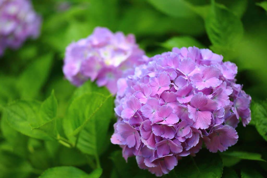 府中郷土の森_024_紫陽花