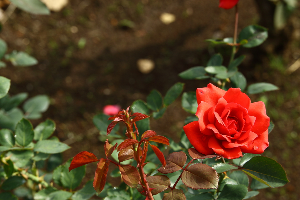 神代植物公園_010