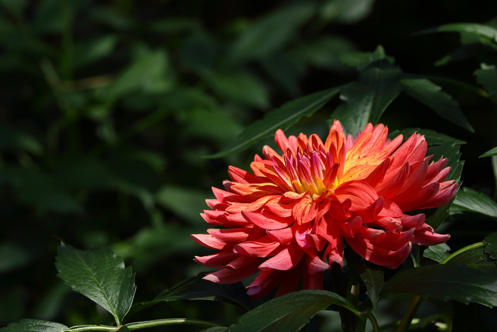 神代植物公園_015