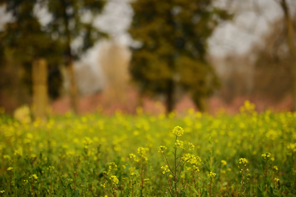 権現堂_菜の花_01