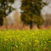 権現堂_菜の花_01