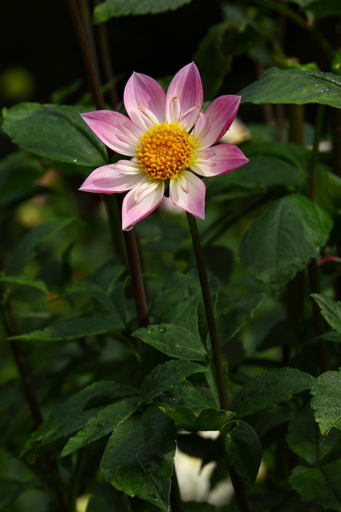 神代植物公園_006