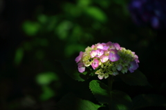 府中郷土の森_002_紫陽花