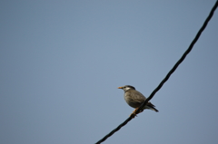 権現堂桜堤（野鳥）