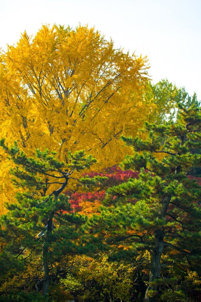 三渓園_紅葉_10