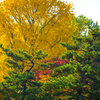 三渓園_紅葉_10