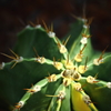 神代植物公園_30