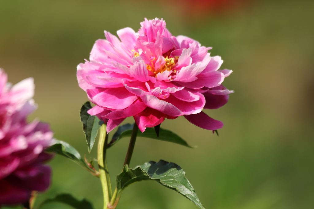 神代植物公園_バラ