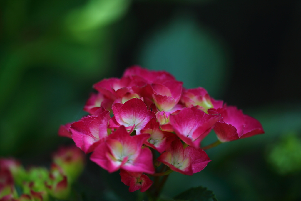 府中郷土の森_021_紫陽花