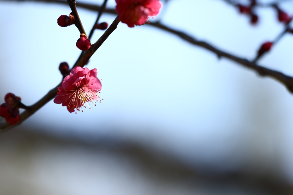 神代植物園_深大寺_002