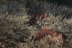 筑波山梅まつり_10