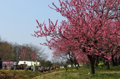 矢口桃（古河　桃祭り）