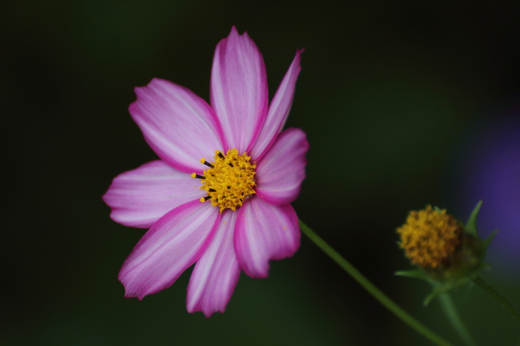 DPP_0060