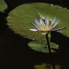 神代植物公園_バラ