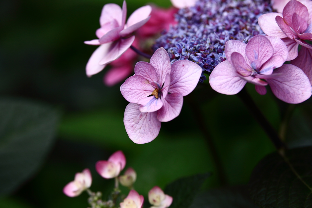 YEG_紫陽花_0015