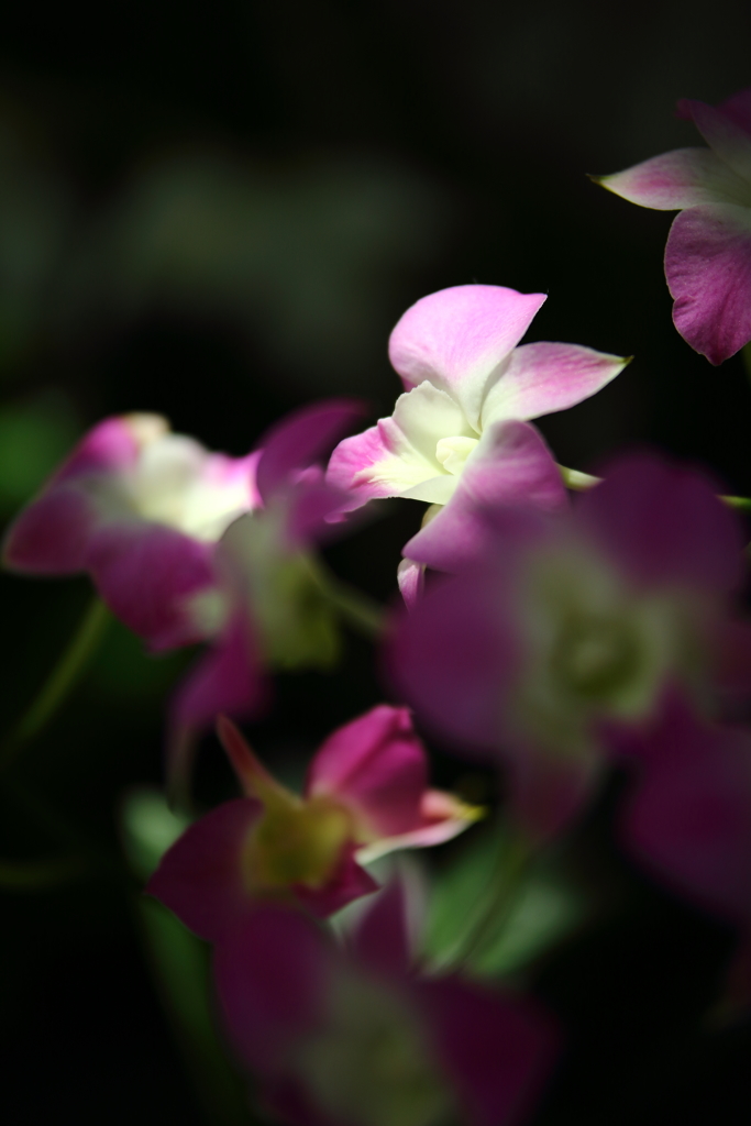 神代植物公園_18