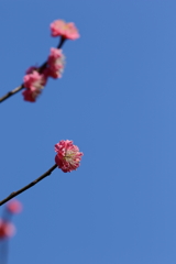 神代植物園_深大寺_016