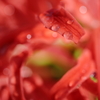 _81A3657
