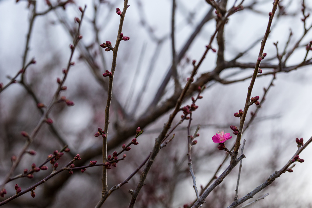 梅の開花_3（府中郷土の森）