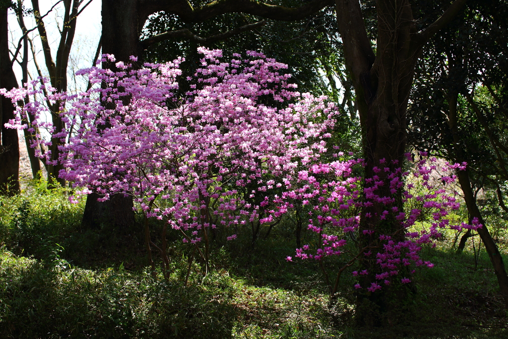 昭和記念公園_04