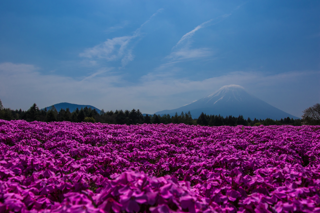 富士芝桜まつり_1
