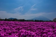 富士芝桜まつり_1