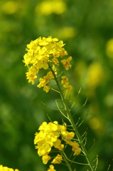 権現堂桜堤（菜の花）