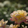 神代植物公園_バラ