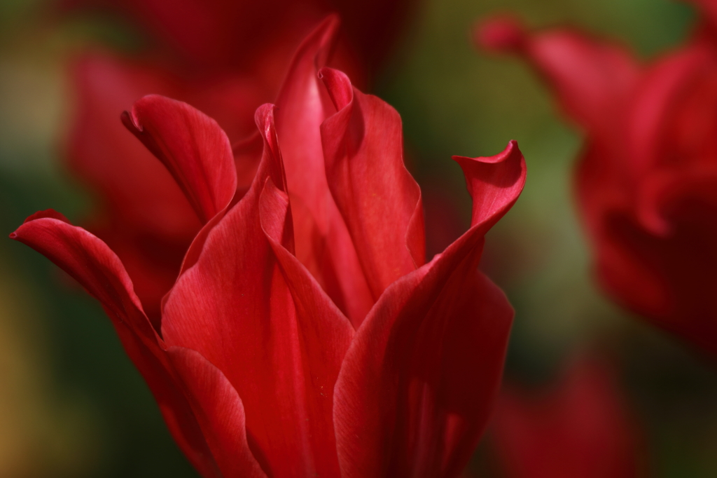 チューリップ_横浜