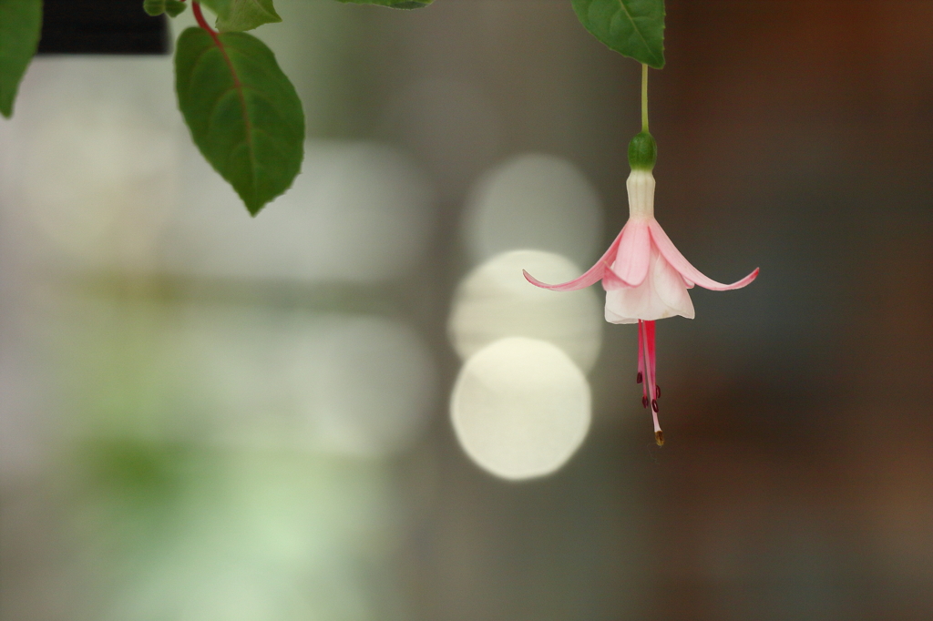 神代植物公園_バラ