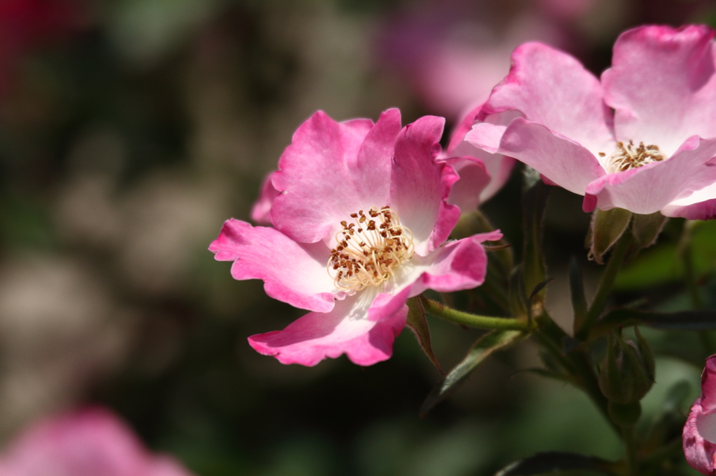 神代植物公園_バラ