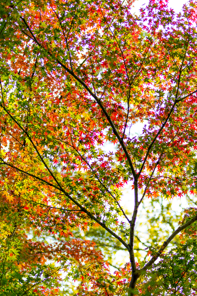 三渓園_紅葉_4