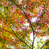 三渓園_紅葉_4